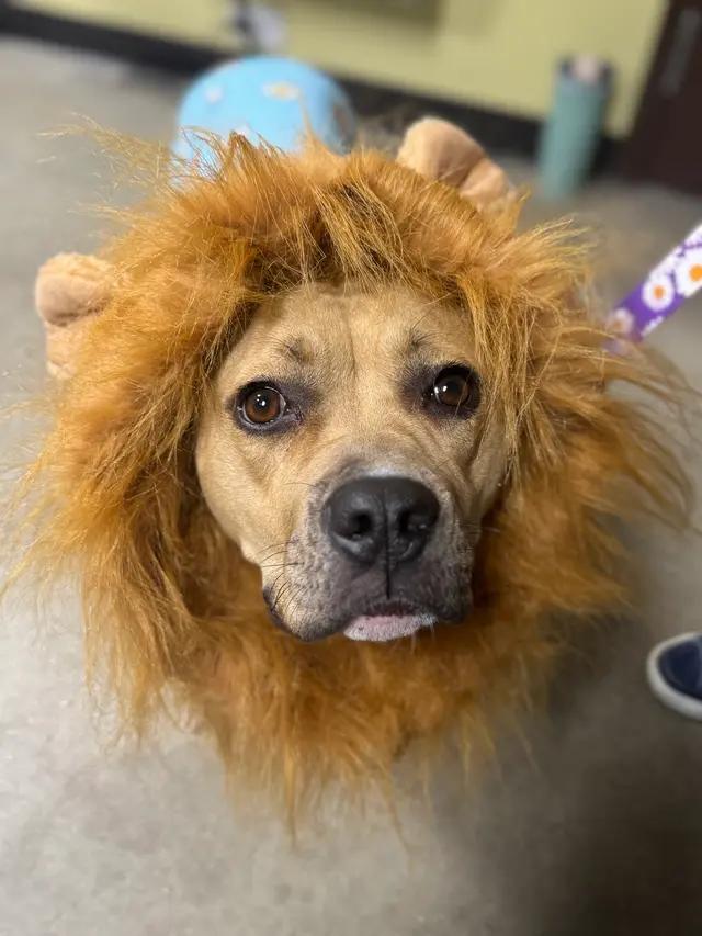 Enlarge Dolly, a Adoptable mixed breed in Troy, MI image 6/6