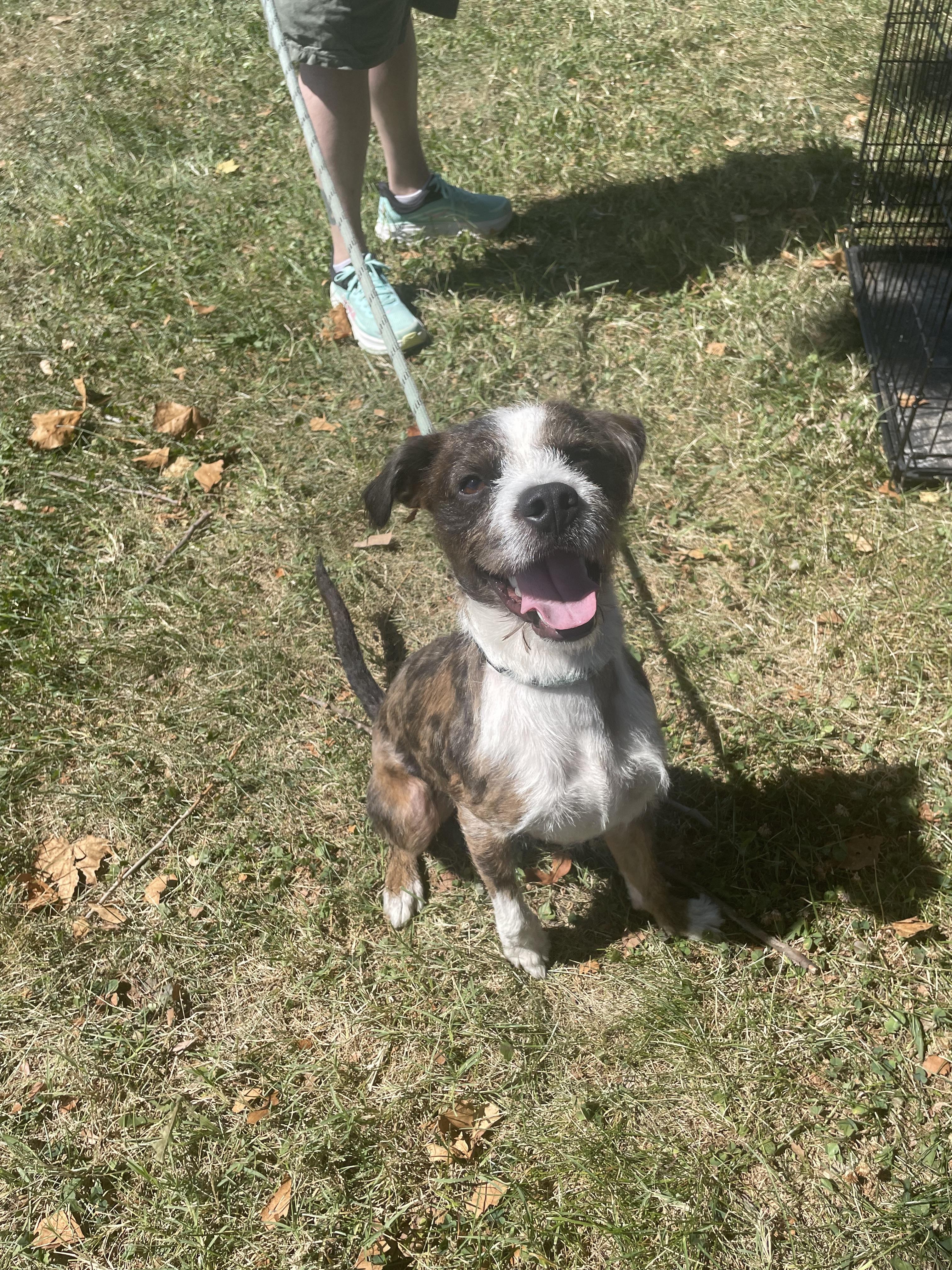Frizz, Adoptable, Young Male Terrier.