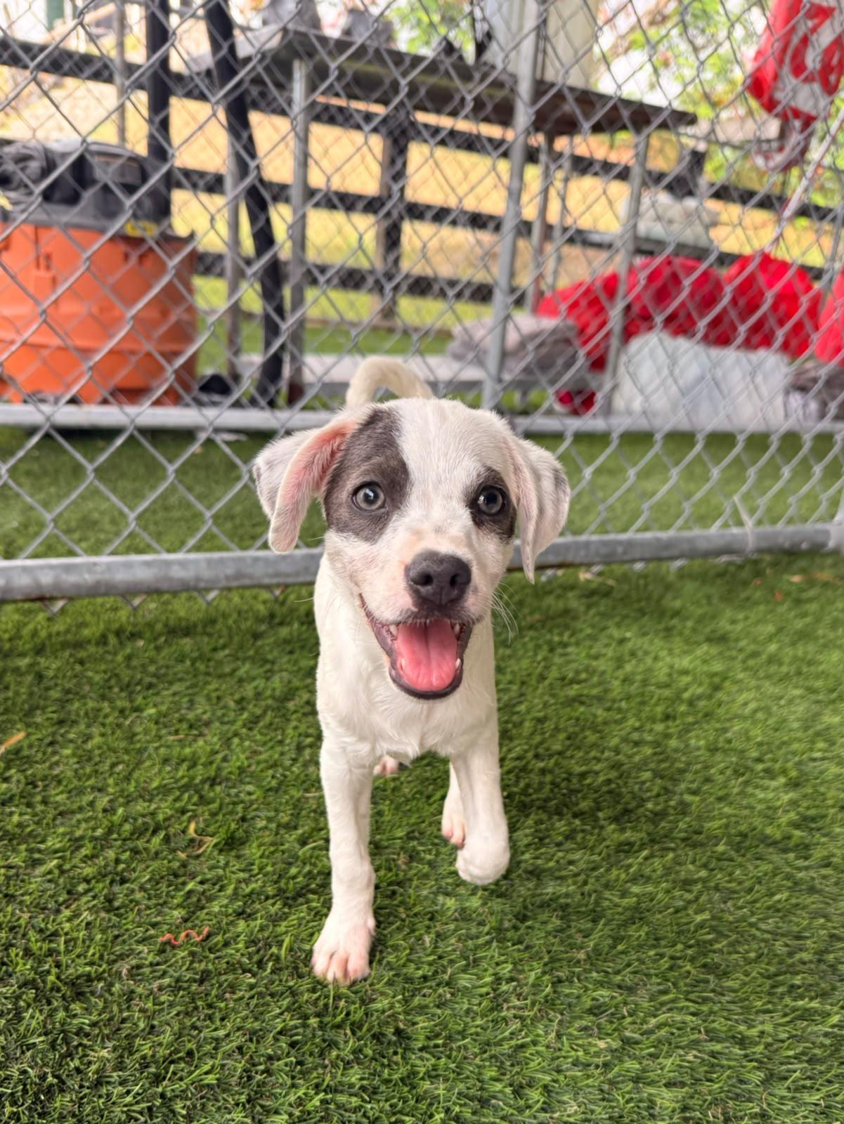 Drew, a ADOPTABLE mixed breed in Morristown, NJ image 3/4