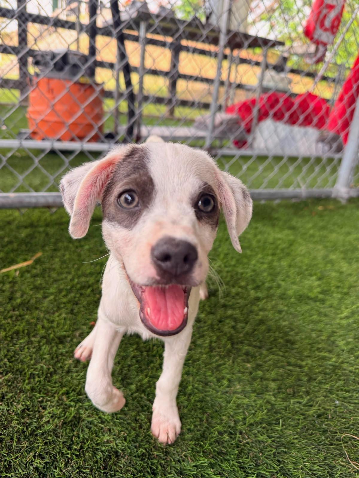 Drew, a ADOPTABLE mixed breed in Morristown, NJ image 1/4