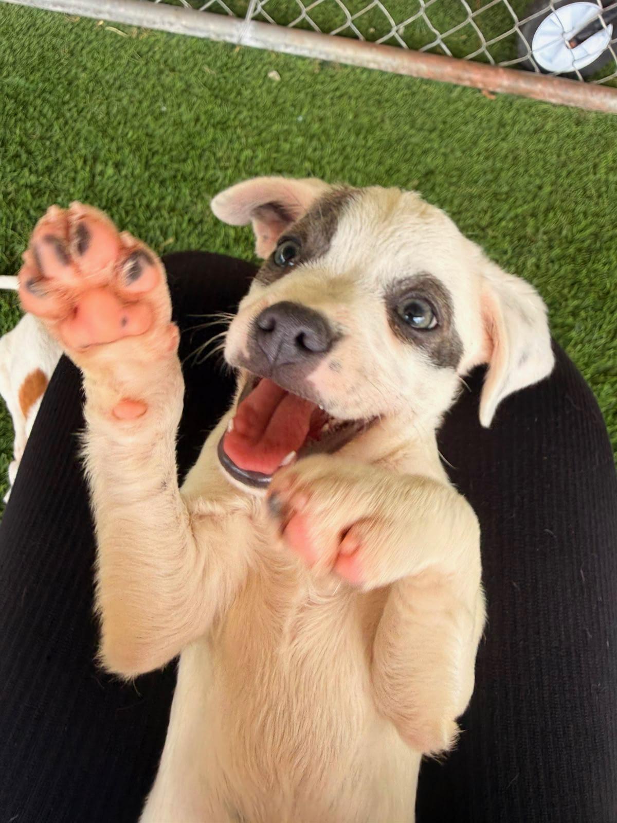 Drew, a ADOPTABLE mixed breed in Morristown, NJ image 2/4