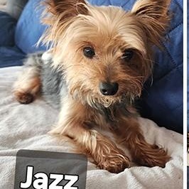 Enlarge Jazz, a Adopted Yorkshire Terrier in Stanwood, WA image 2/2