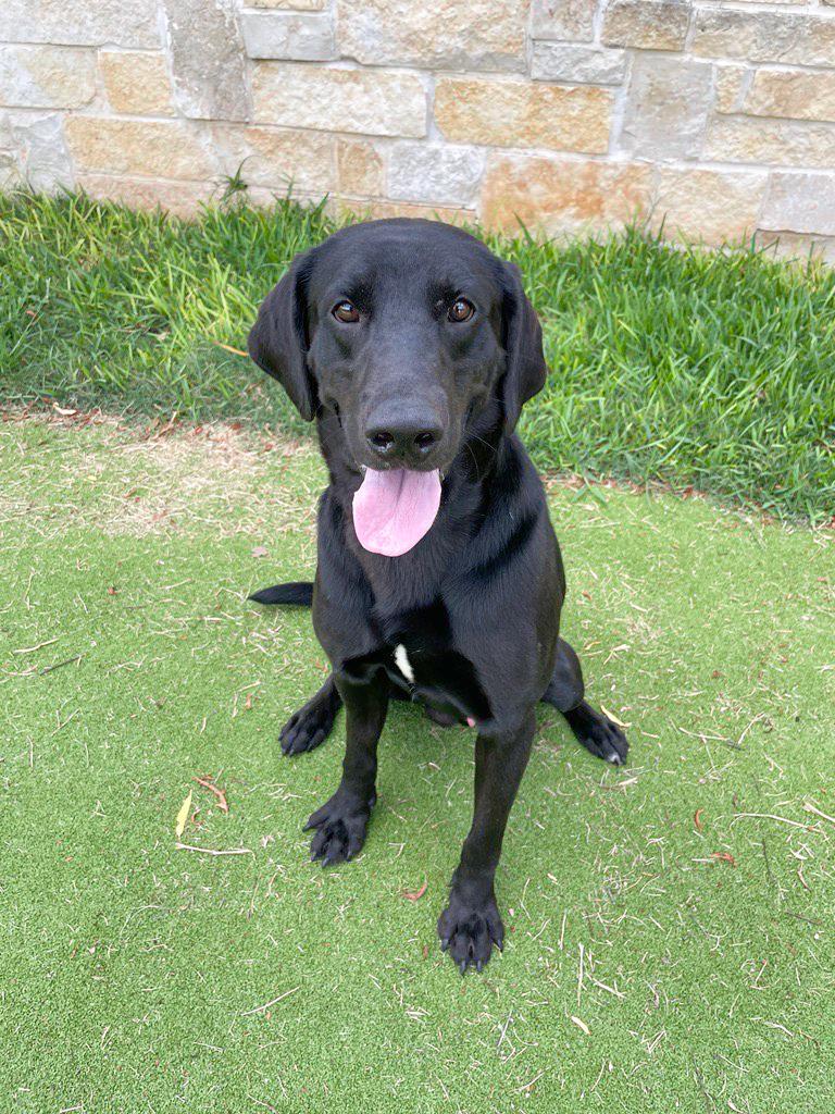 Royal, Adoptable, Adult Male Black Labrador Retriever.