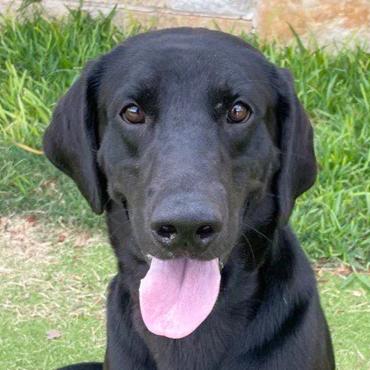 Royal, a Adoptable Black Labrador Retriever in Dripping Springs, TX image 2/2