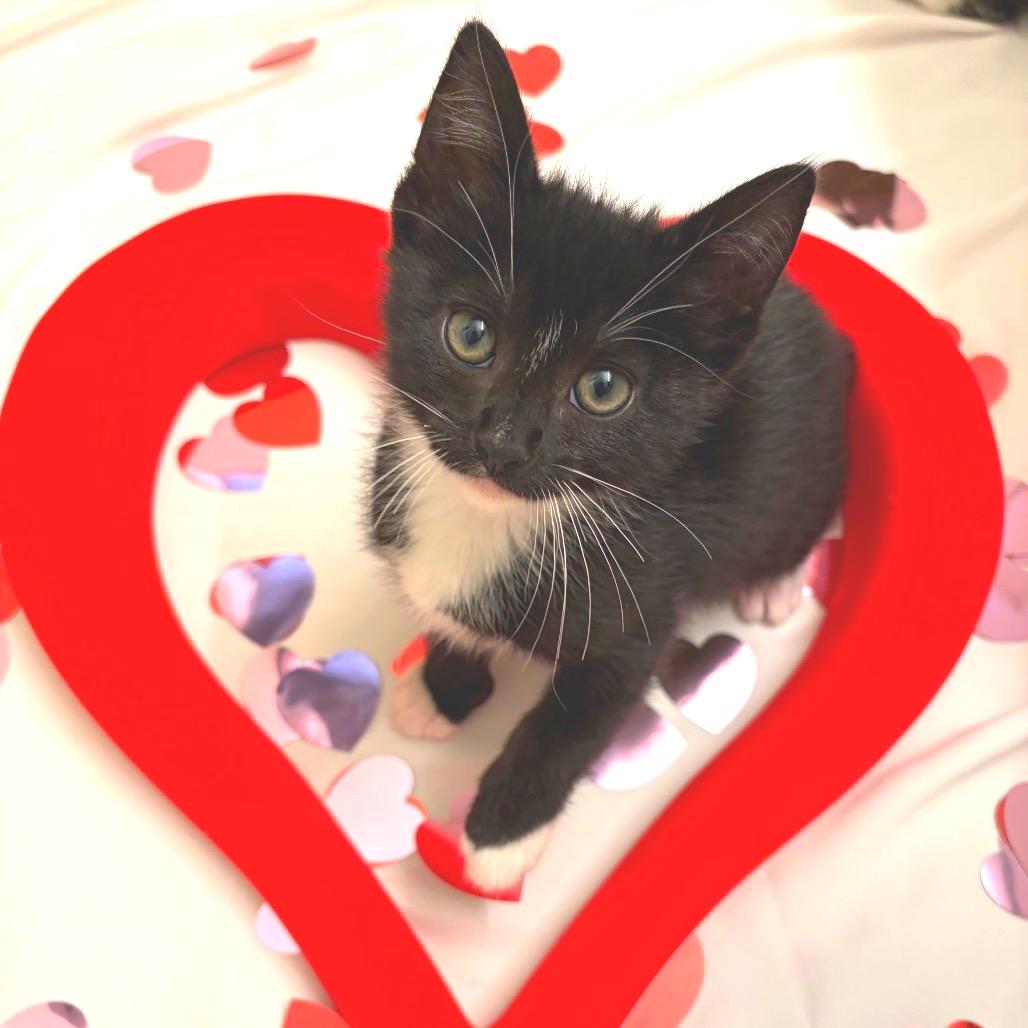 Beef Wellington III, Adoptable, Kitten Male Domestic Short Hair.