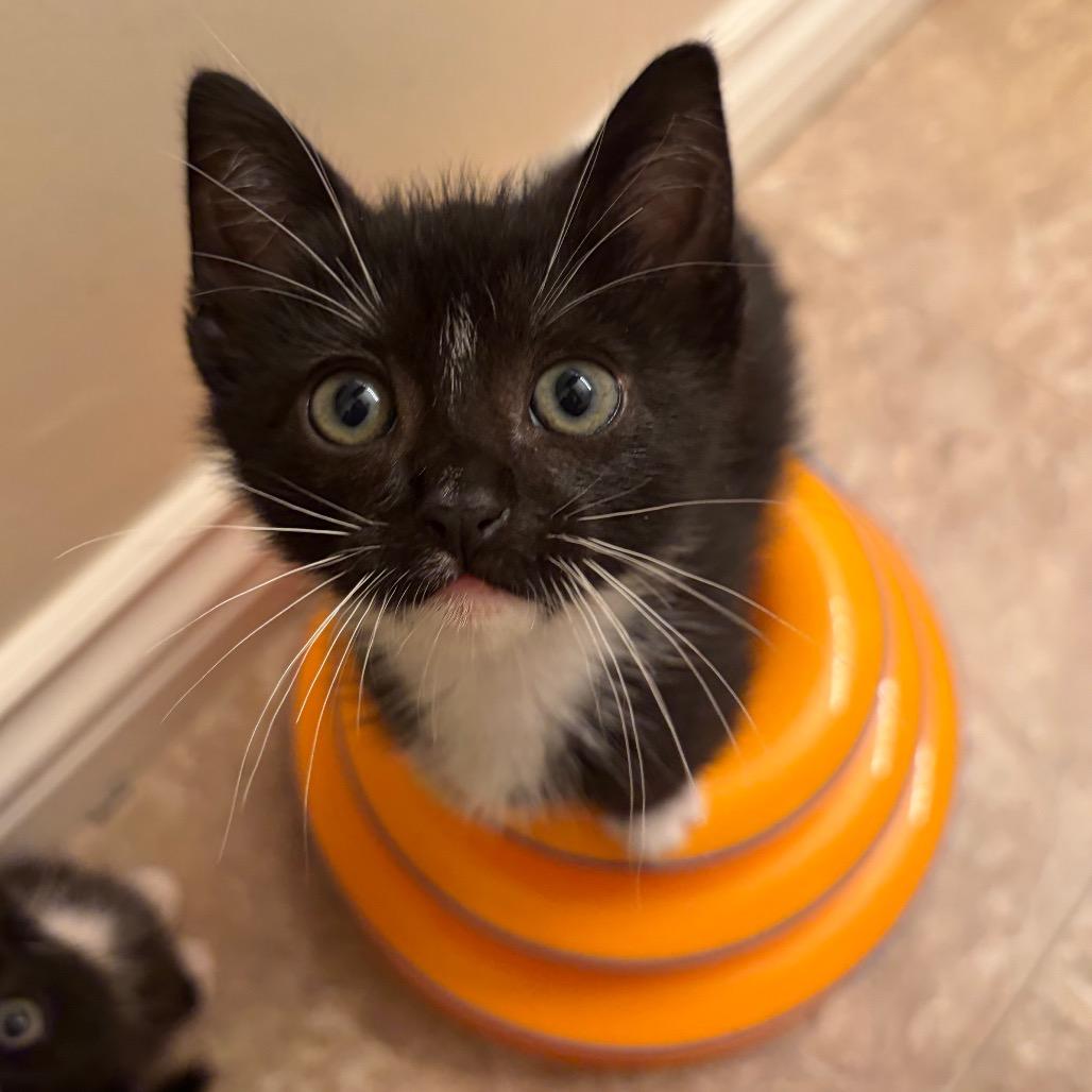 Enlarge Beef Wellington III, a Adoptable Domestic Short Hair in Long Beach, CA image 3/6