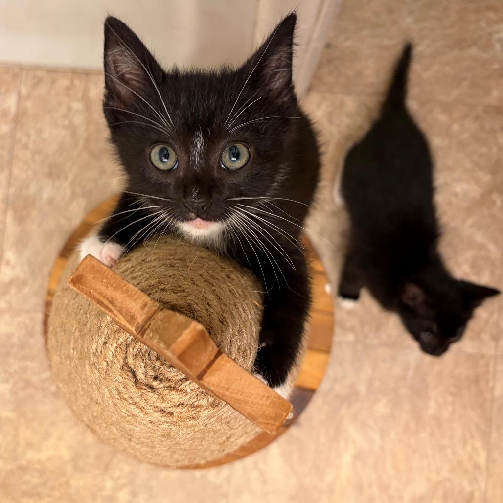 Enlarge Beef Wellington III, a Adoptable Domestic Short Hair in Long Beach, CA image 5/6