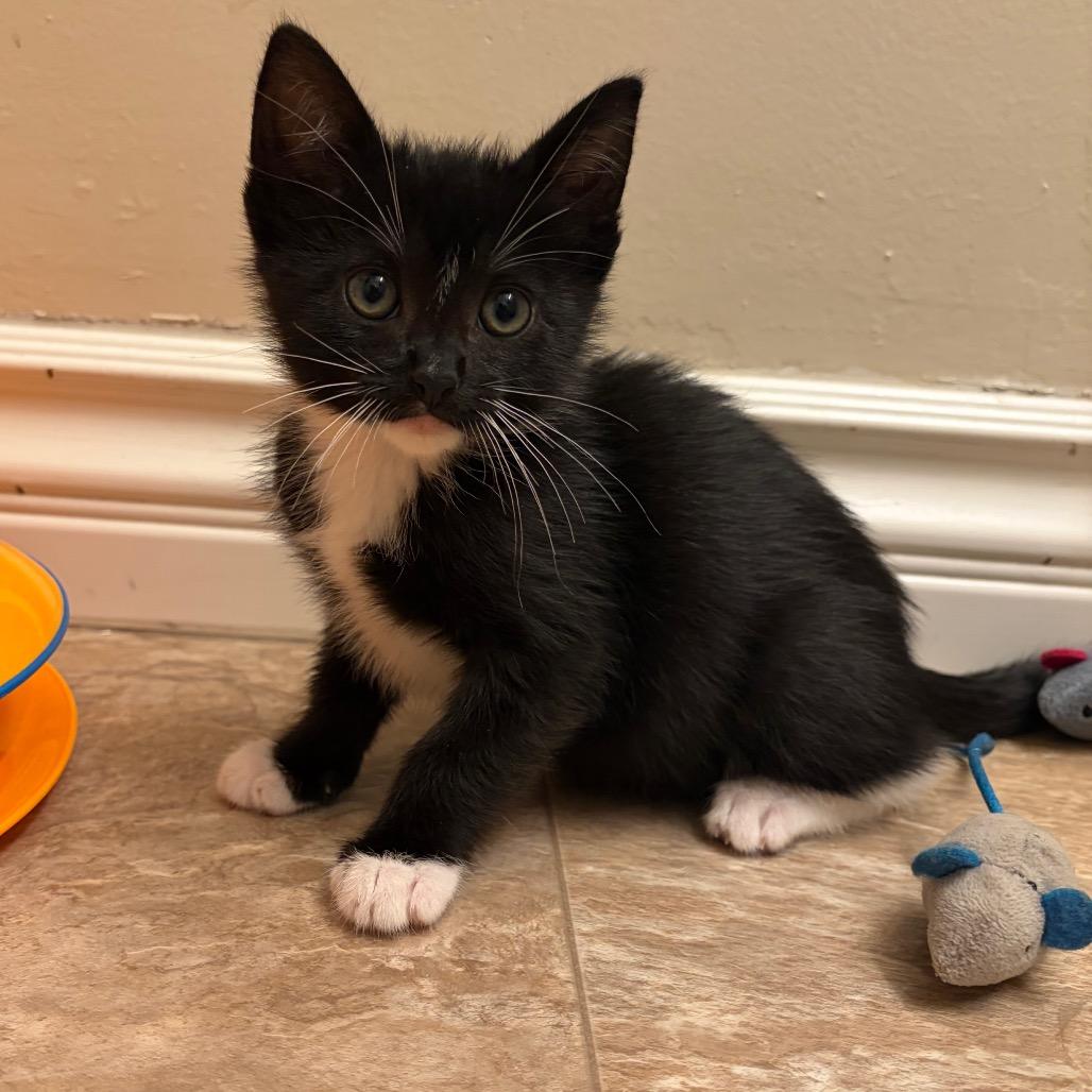 Enlarge Beef Wellington III, a Adoptable Domestic Short Hair in Long Beach, CA image 6/6