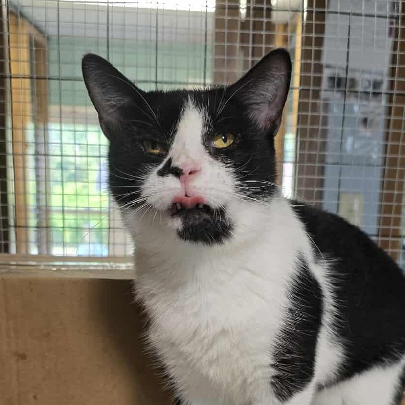 Lemur, Adoptable, Adult Female Tuxedo.