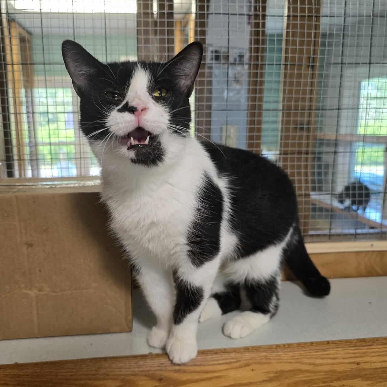 Enlarge Lemur, a Adoptable mixed breed in Shippenville, PA image 3/3