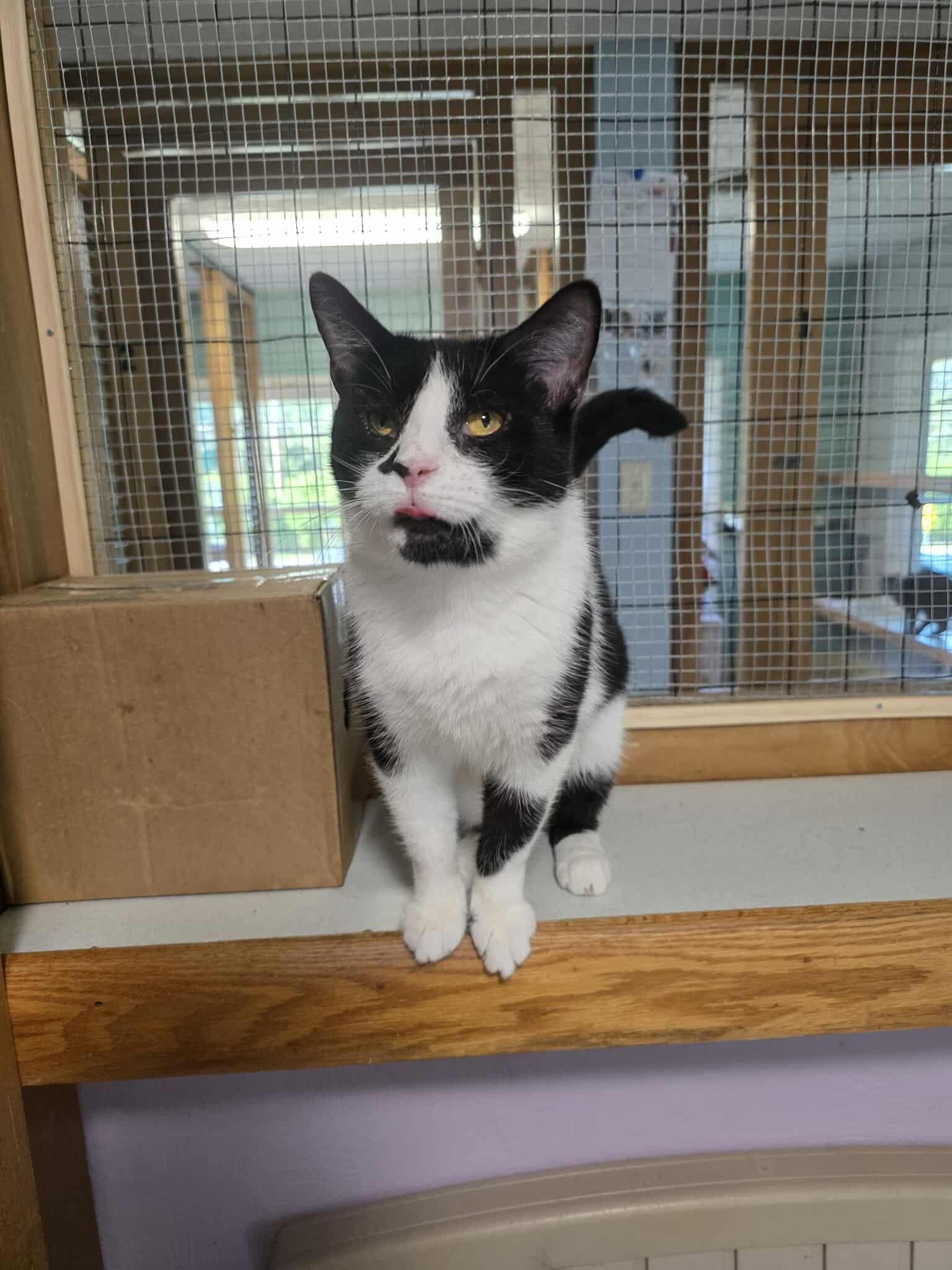 Enlarge Lemur, a Adoptable mixed breed in Shippenville, PA image 2/3