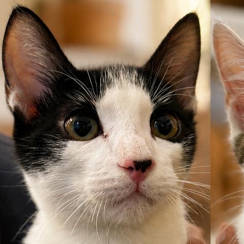 Enlarge Garret (Franchesco), a Adoptable Domestic Short Hair in Guaynabo, PR image 2/2