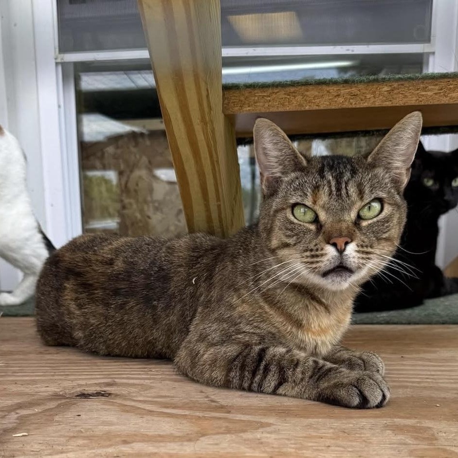 Lola, a Adoptable Domestic Short Hair in Cortland, NY image 1/5