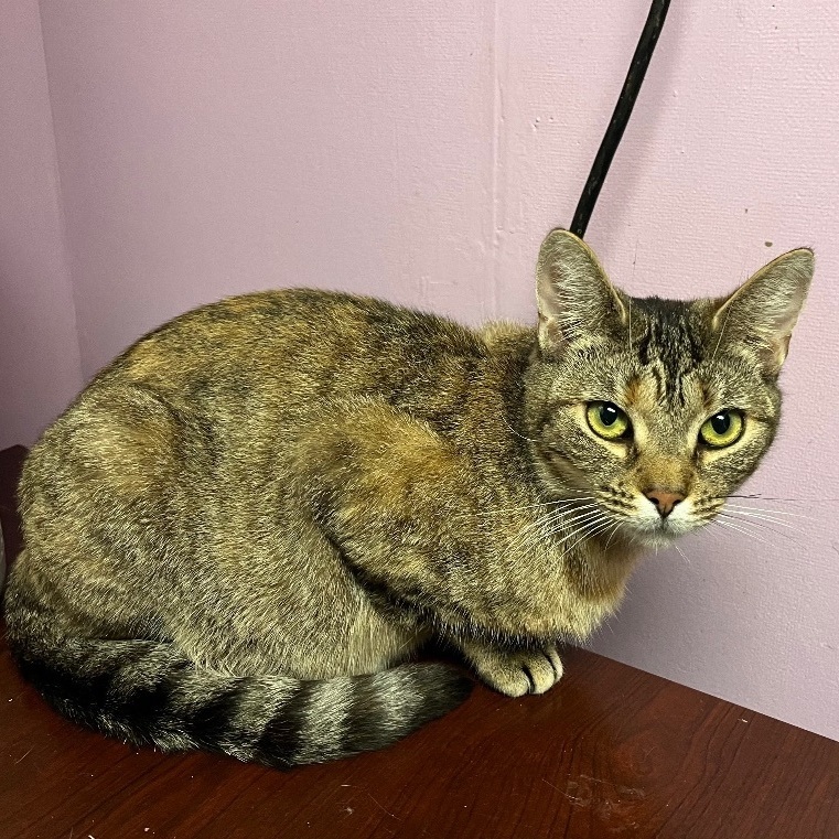 Lola, a Adoptable Domestic Short Hair in Cortland, NY image 2/5