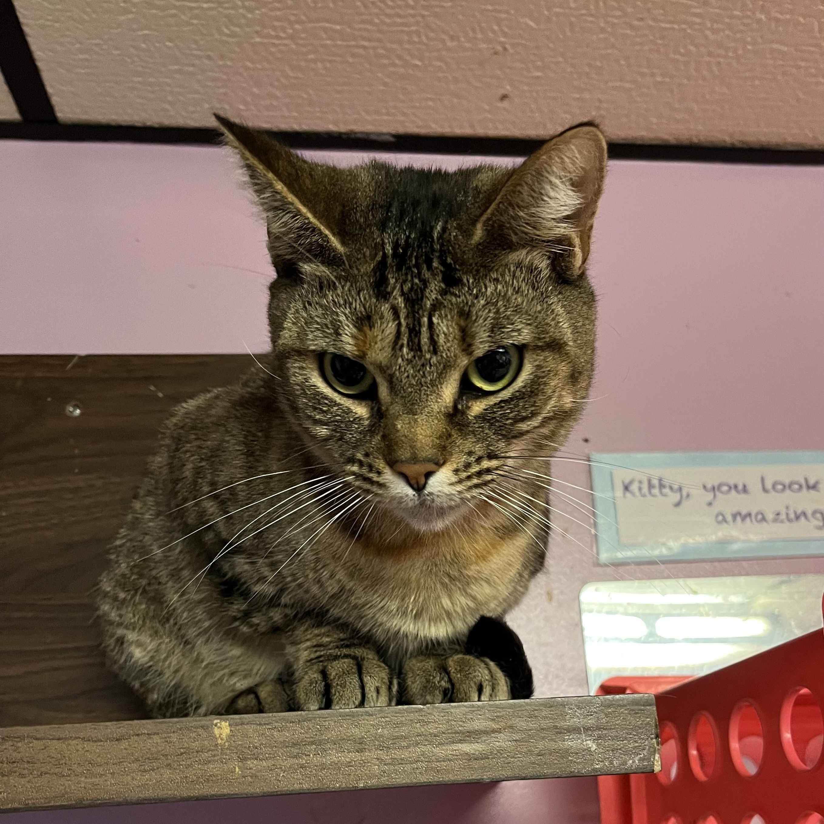 Lola, a Adoptable Domestic Short Hair in Cortland, NY image 3/5