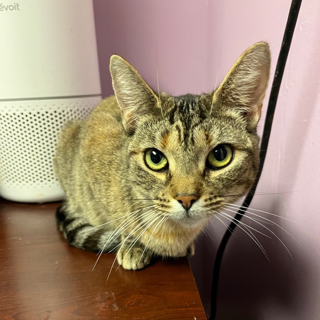 Lola, a Adoptable Domestic Short Hair in Cortland, NY image 4/5