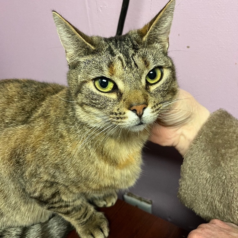 Lola, a Adoptable Domestic Short Hair in Cortland, NY image 5/5