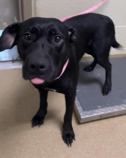 Enlarge Vesper, a Adoptable mixed breed in Lewisville, TX image 1/1