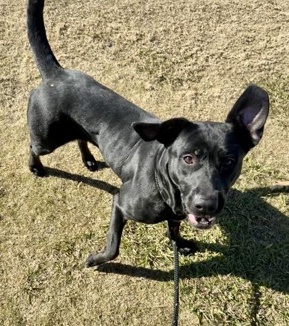 Enlarge Vesper, a Adoptable mixed breed in Lewisville, TX image 1/3