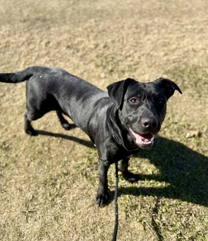 Vesper, Adoptable, Adult Female Labrador Retriever & Mixed Breed.