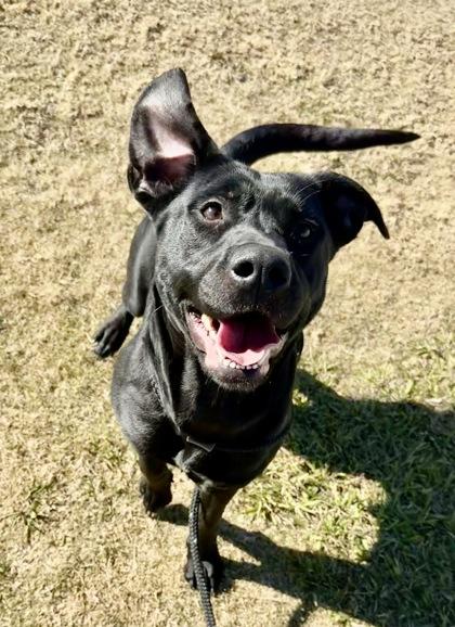 Enlarge Vesper, a Adoptable mixed breed in Lewisville, TX image 2/3