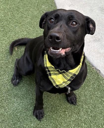 Enlarge Vesper, a Adoptable mixed breed in Lewisville, TX image 3/3