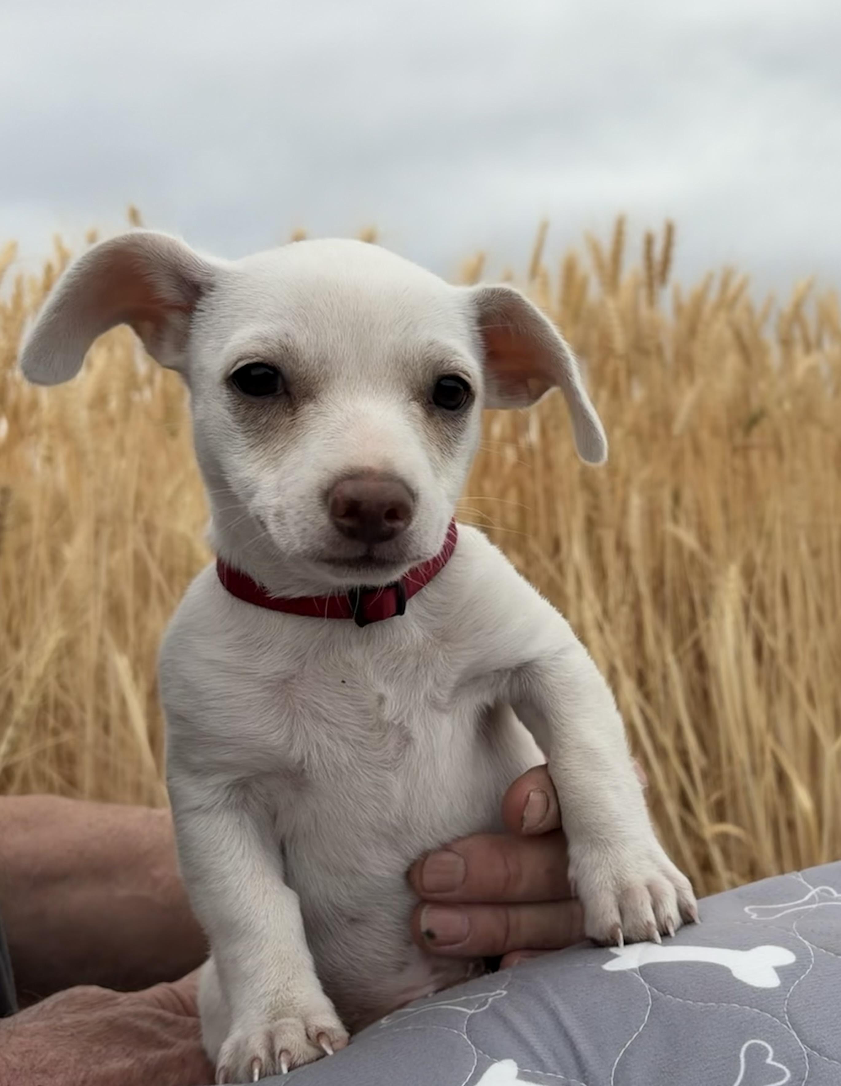 Cledus, an adopted Chihuahua in Bonney Lake, WA image 2/4