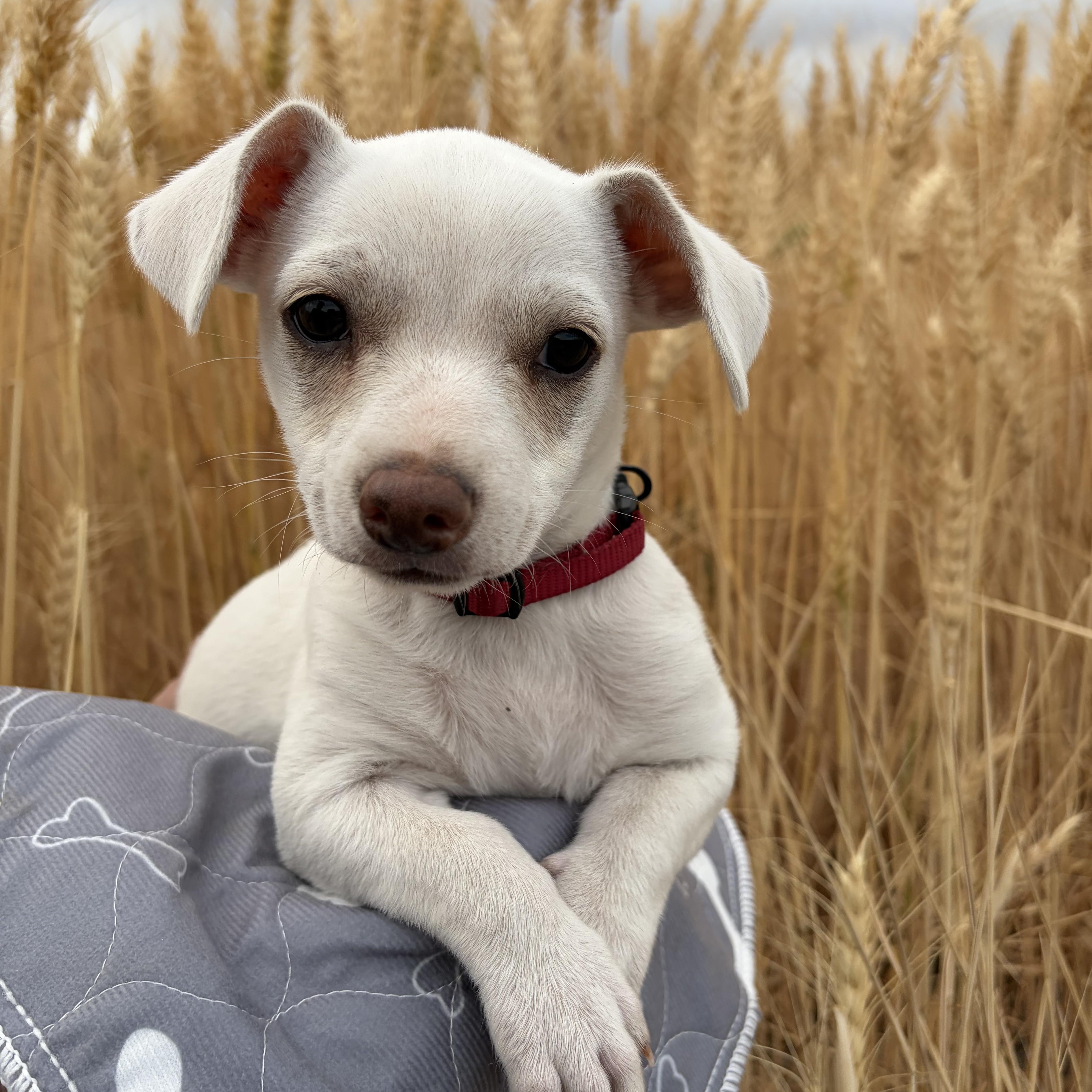 Cledus, adopted, Puppy Male Chihuahua.