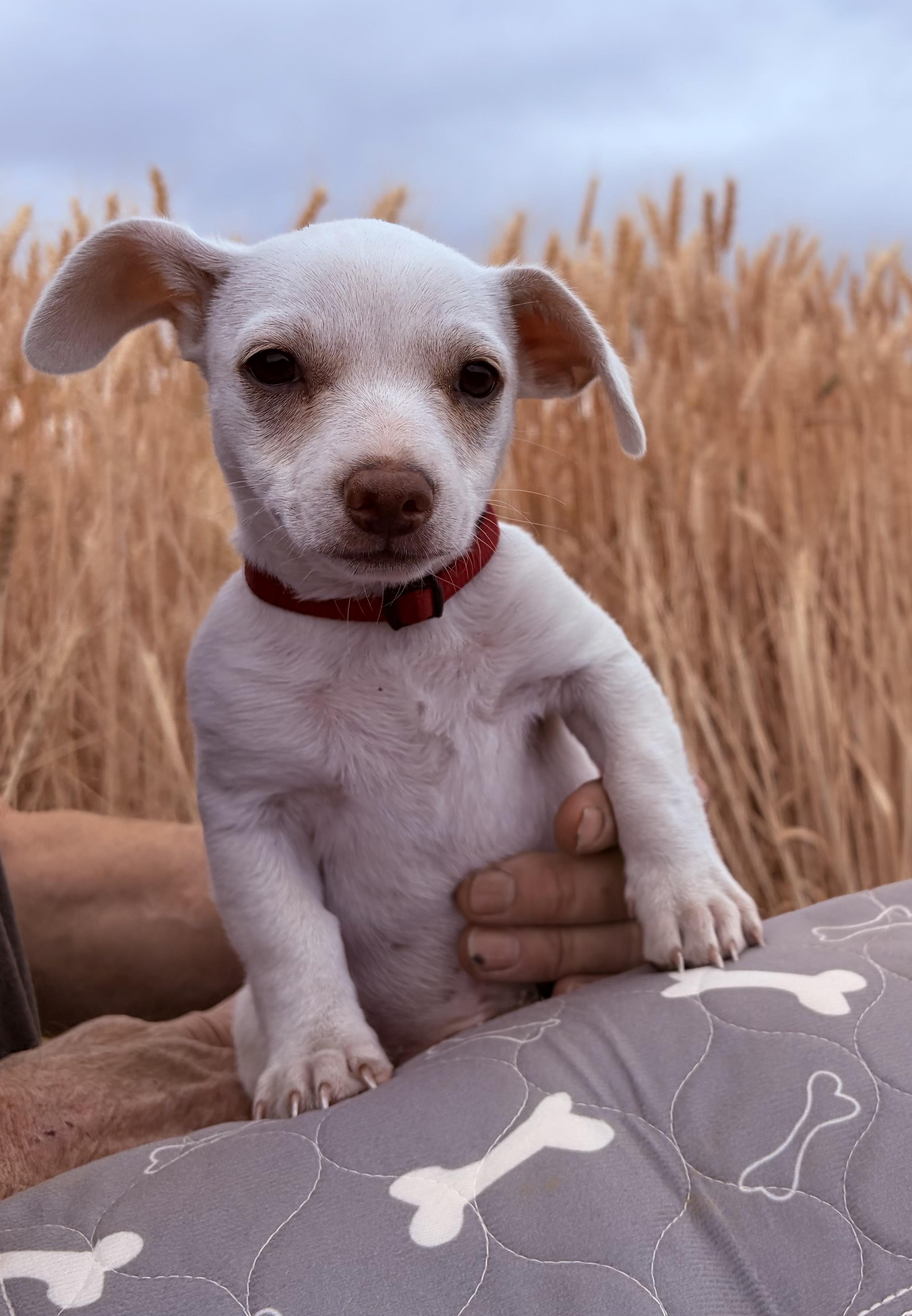 Cledus, an adopted Chihuahua in Bonney Lake, WA image 4/4