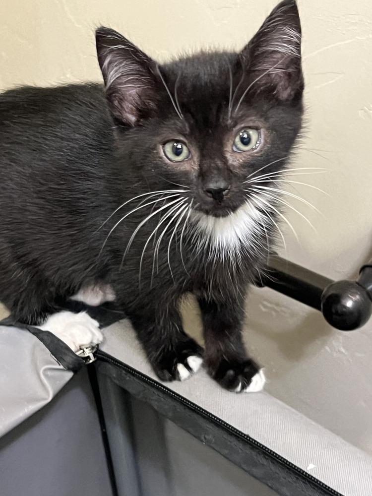 Cookie Monster, Adoptable, Kitten Male Domestic Short Hair.