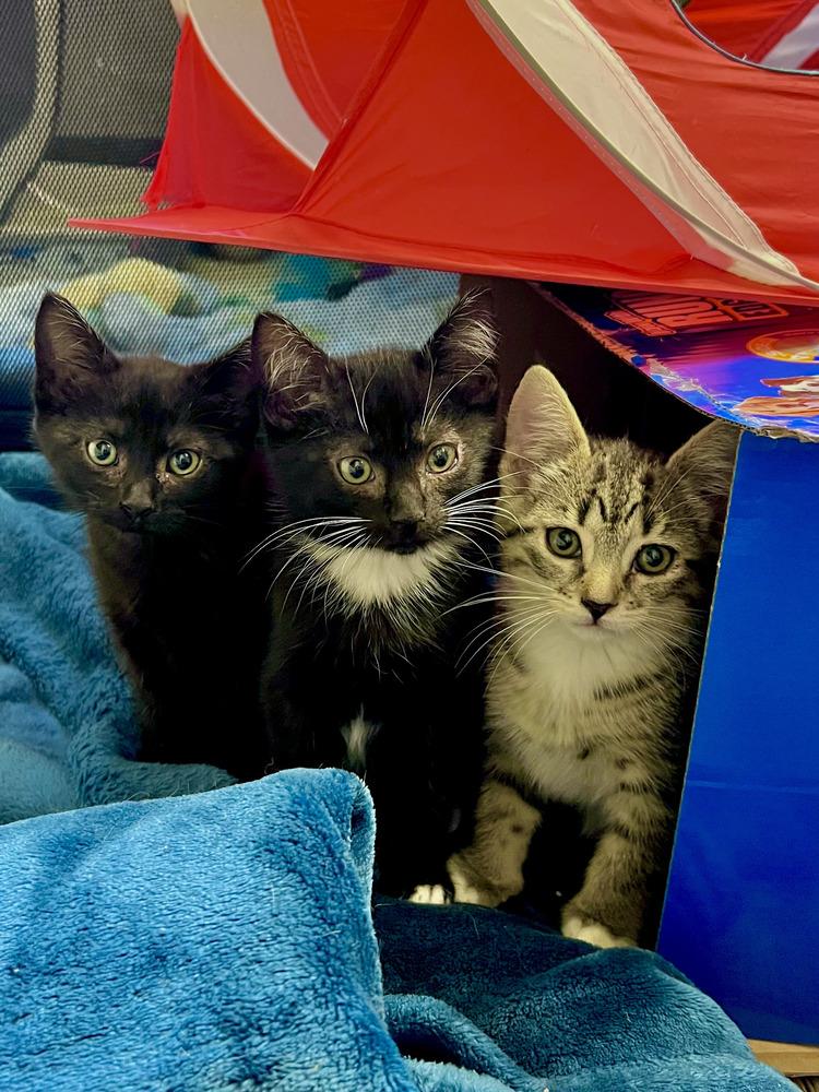 Enlarge Cookie Monster, a Adoptable Domestic Short Hair in Salinas, CA image 2/4