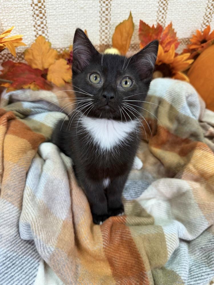 Enlarge Cookie Monster, a Adoptable Domestic Short Hair in Salinas, CA image 3/4