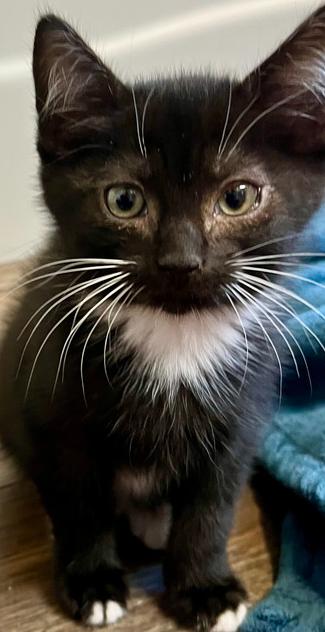 Enlarge Cookie Monster, a Adoptable Domestic Short Hair in Salinas, CA image 4/4