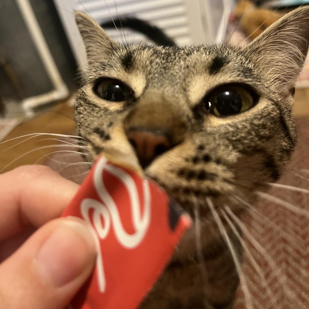 Enlarge Electrolux, a Adoptable Domestic Short Hair in South Elgin, IL image 1/6