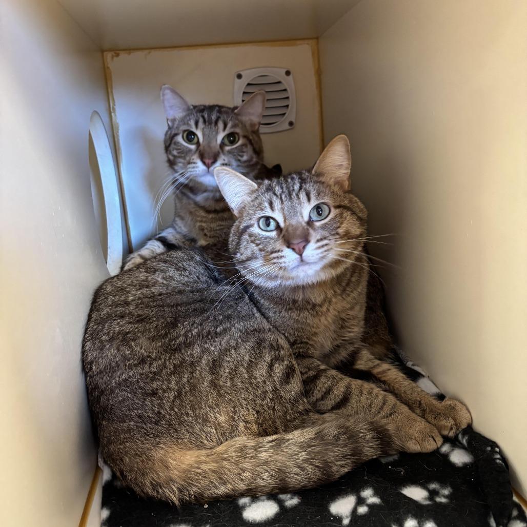 Enlarge Electrolux, a Adoptable Domestic Short Hair in South Elgin, IL image 2/6