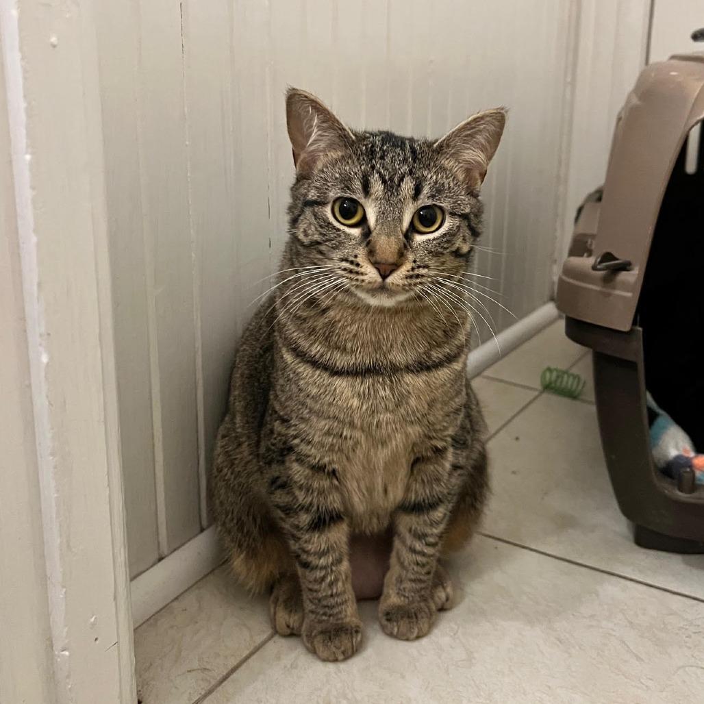 Enlarge Electrolux, a Adoptable Domestic Short Hair in South Elgin, IL image 3/6