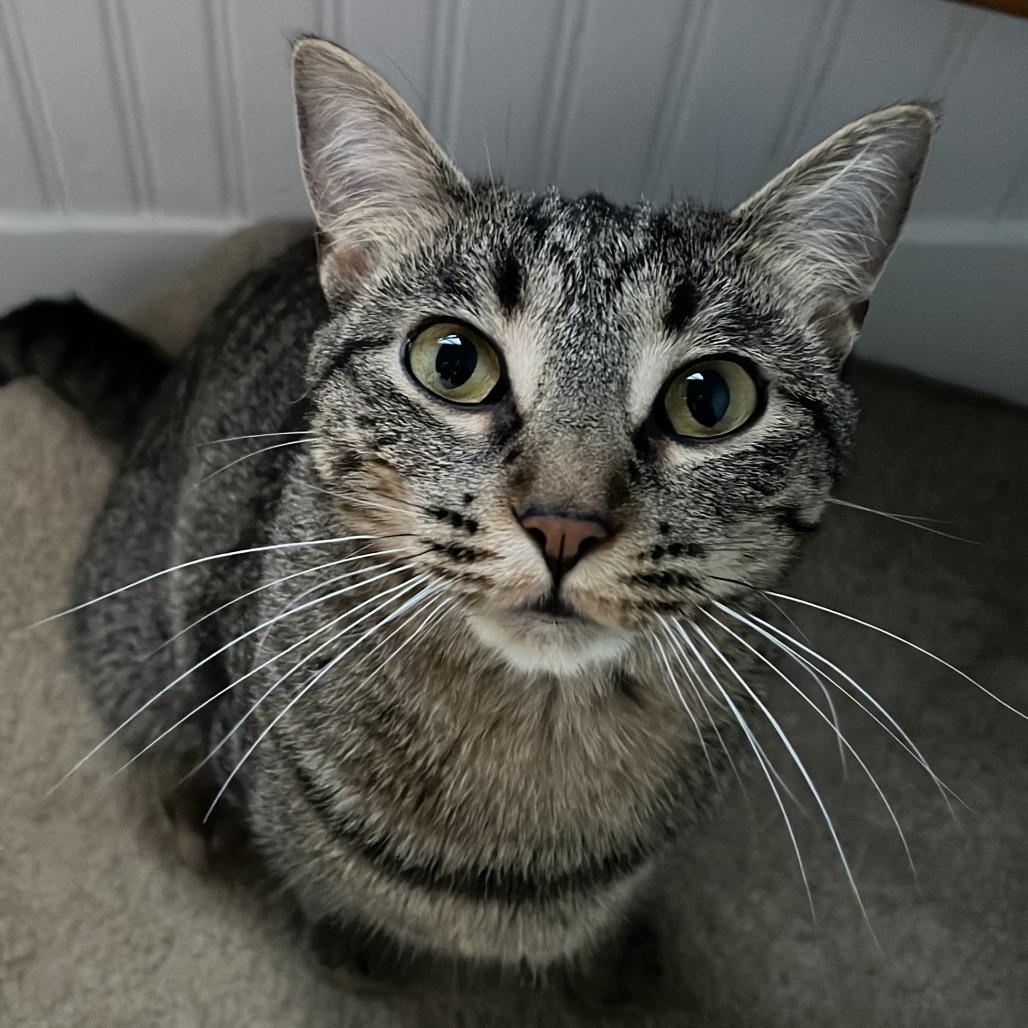 Enlarge Electrolux, a Adoptable Domestic Short Hair in South Elgin, IL image 4/6