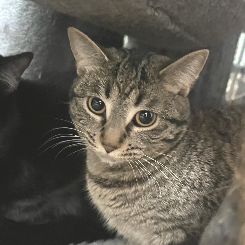 Enlarge Electrolux, a Adoptable Domestic Short Hair in South Elgin, IL image 5/6