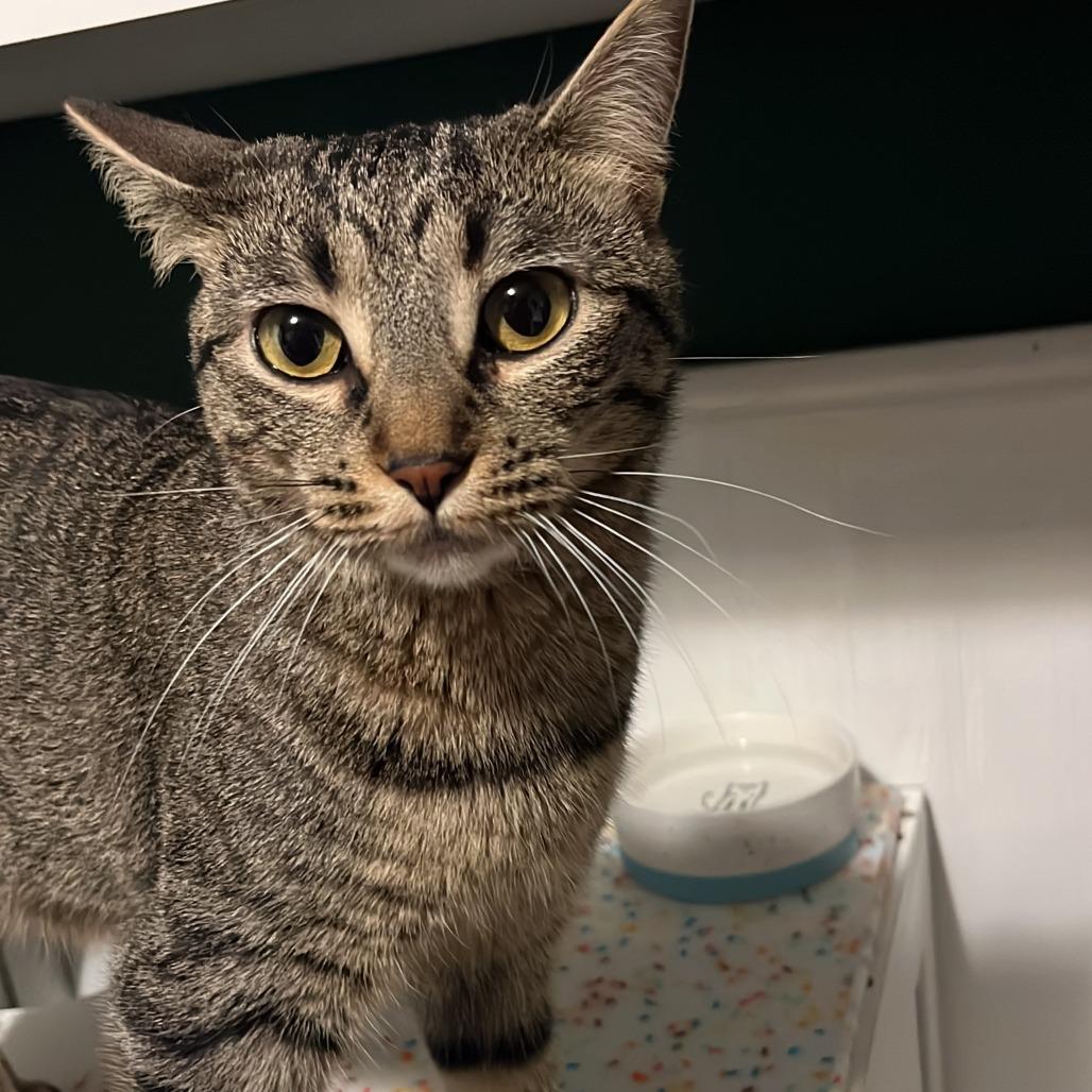 Enlarge Electrolux, a Adoptable Domestic Short Hair in South Elgin, IL image 6/6