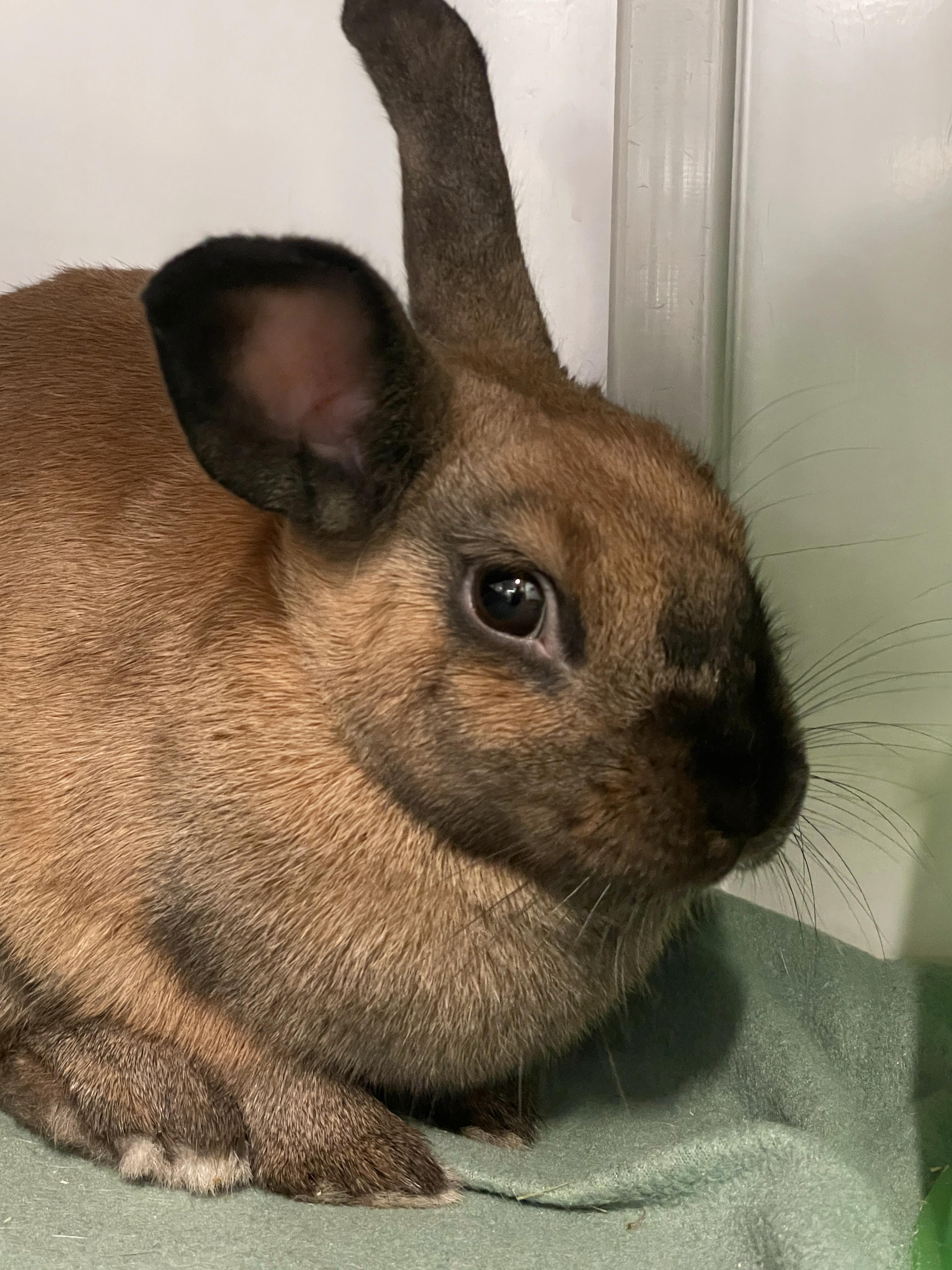 Enlarge Custard, a Adoptable Cinnamon in Chicago, IL image 2/2