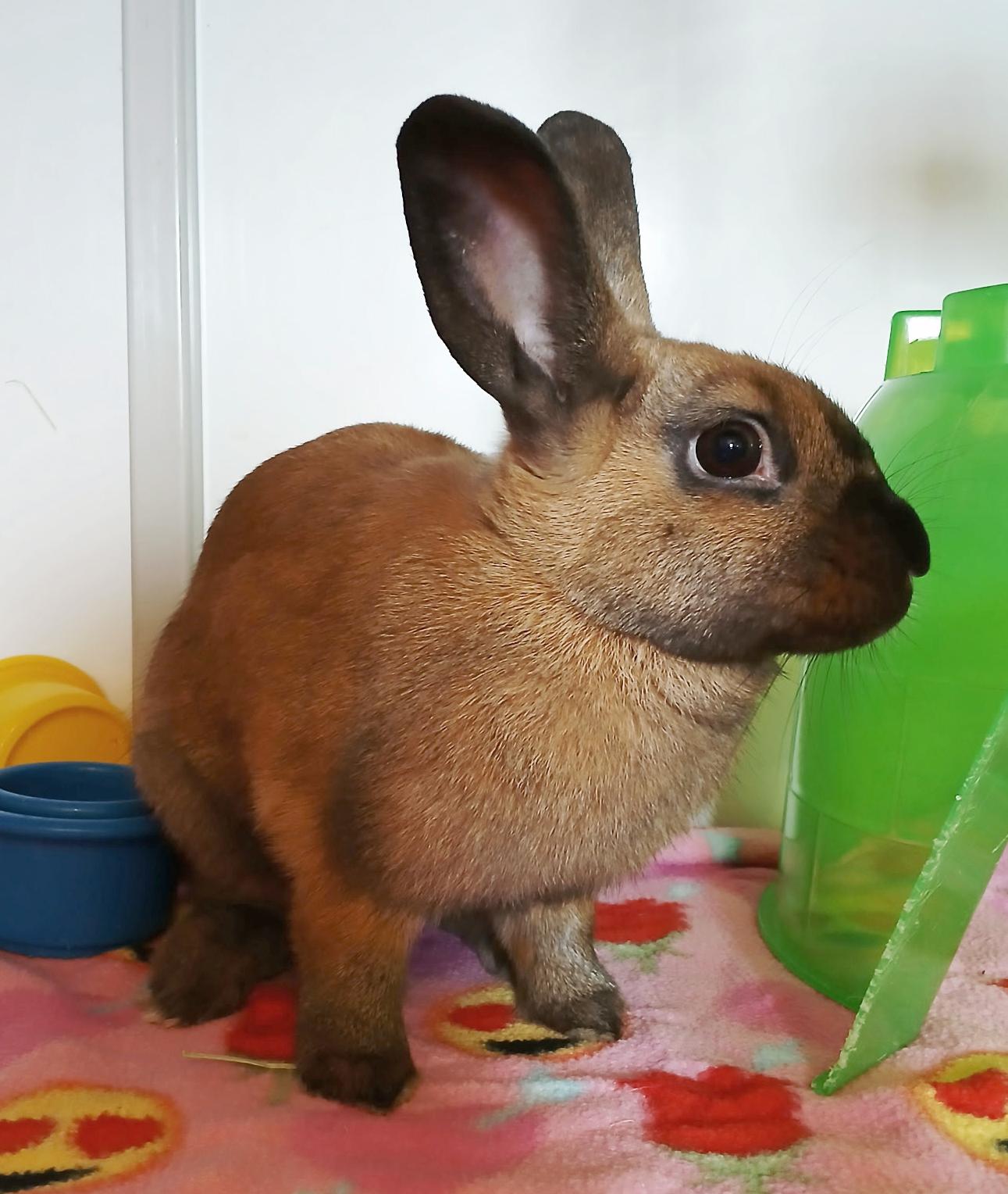 Custard, Adoptable, Young Female Cinnamon.