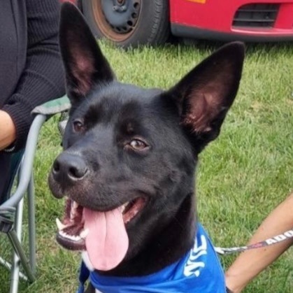 Charlie, Young Male Australian Kelpie