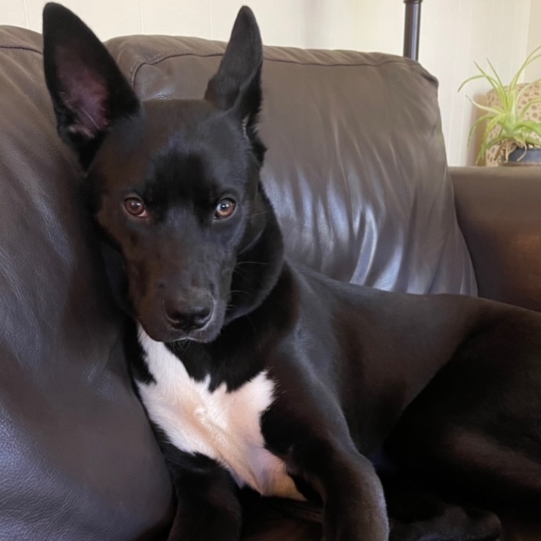 Enlarge Charlie, a Adoptable Australian Kelpie in South Plainfield, NJ image 11/15