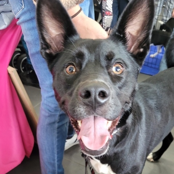 Enlarge Charlie, a Adoptable Australian Kelpie in South Plainfield, NJ image 12/15