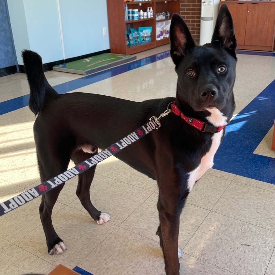 Enlarge Charlie, a Adoptable Australian Kelpie in South Plainfield, NJ image 14/15
