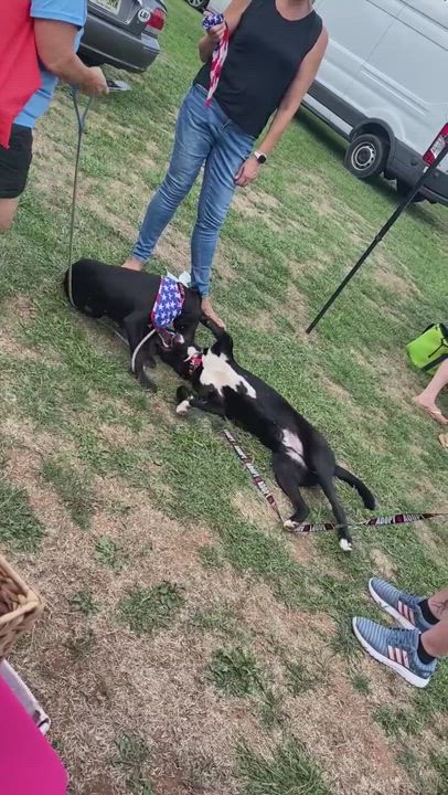 Enlarge Charlie, a Adoptable Australian Kelpie in South Plainfield, NJ video 15/15