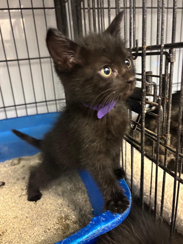 Enlarge Grumpy, a Adoptable mixed breed in Algona, IA image 1/1