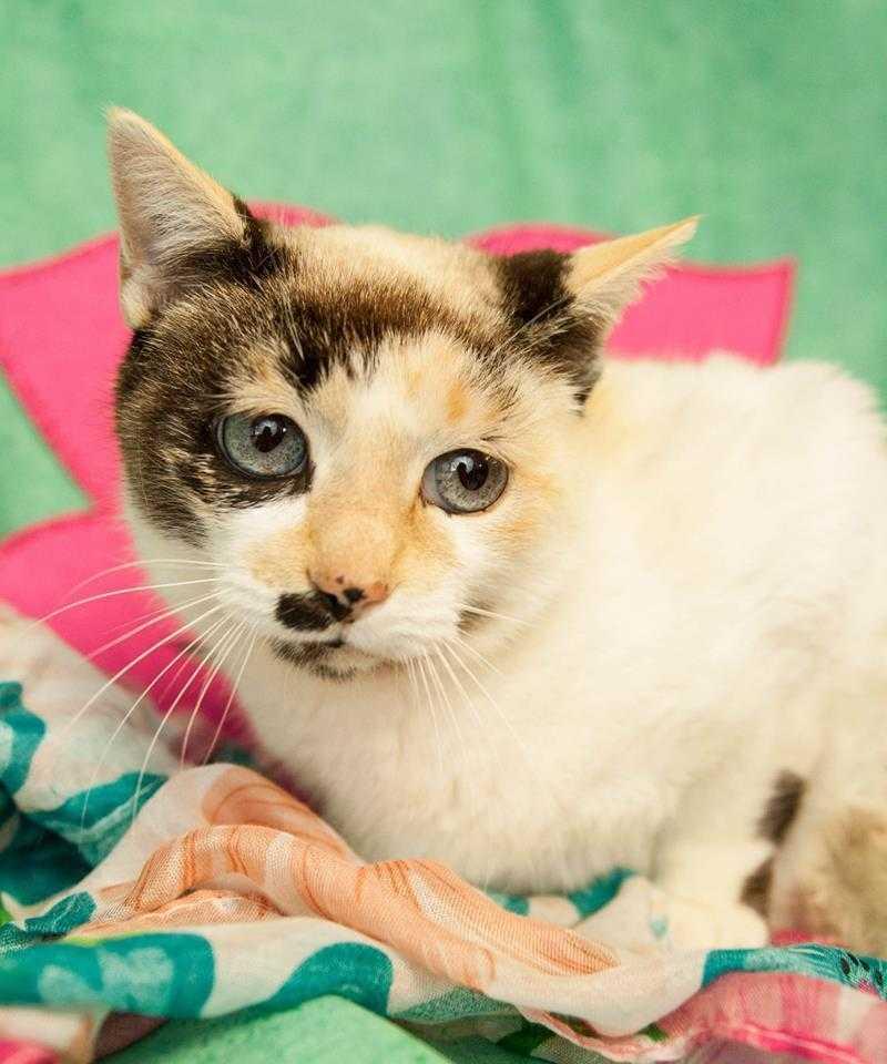 Enlarge Blueberry II, a Adopted Domestic Medium Hair in Muskegon, MI image 1/1