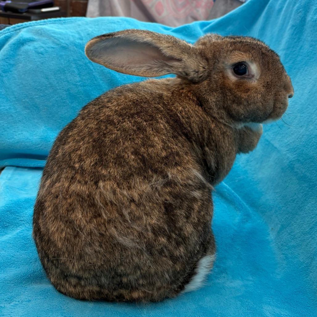 Winston, Adoptable, Adult Male French Lop.