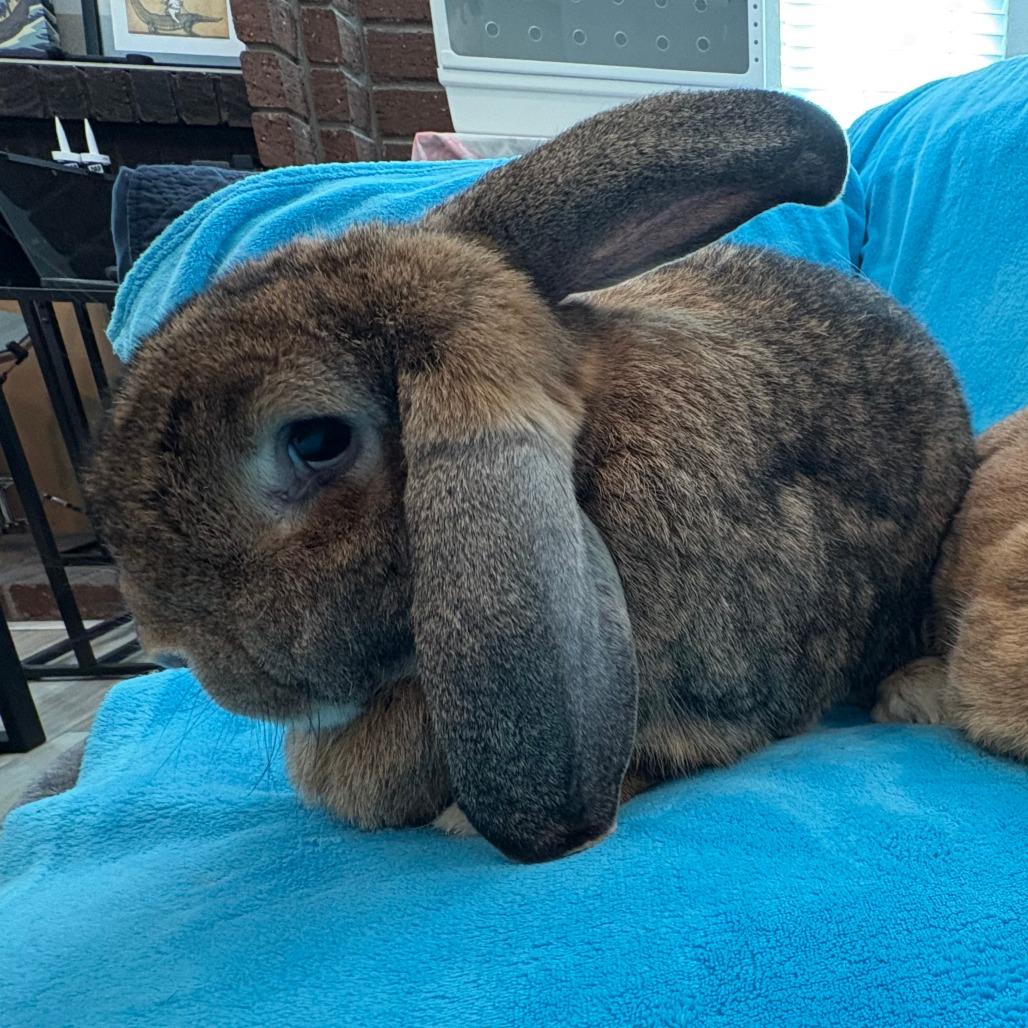 Enlarge Winston, a Adoptable French Lop in Napa, CA image 2/2